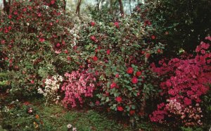 Vintage Postcard Scene In Bellingrath Gardens Blooming Camellias Mobile Alabama