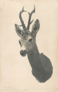 B514 Deer hunting trophy real photo