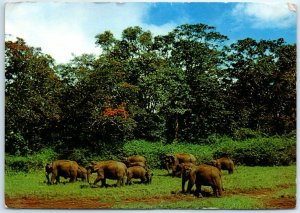 Postcard - Wild elephants, Periyar Wild Life Sanctuary, Kerala, India