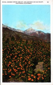 Postcard CA - Navel Orange Grove and Mt. San Antonio or Old Baldy