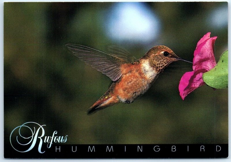 Postcard - Rufous Hummingbird (Selasphorus Rufus) - Mexico