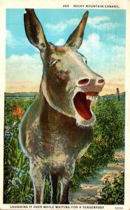 Colorado Rocky Mountain Canary The Donkey 1936 Curteich