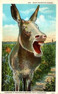 Colorado Rocky Mountain Canary The Donkey 1936 Curteich