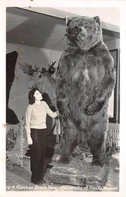 Bear Real Photo Unused 