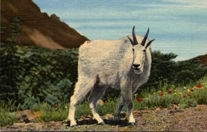 Rocky Mountain Goat Curteich