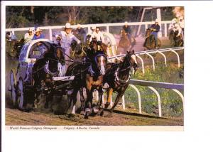 Chuckwagon Race, World Famous Calgary Stampede, Alberta, 