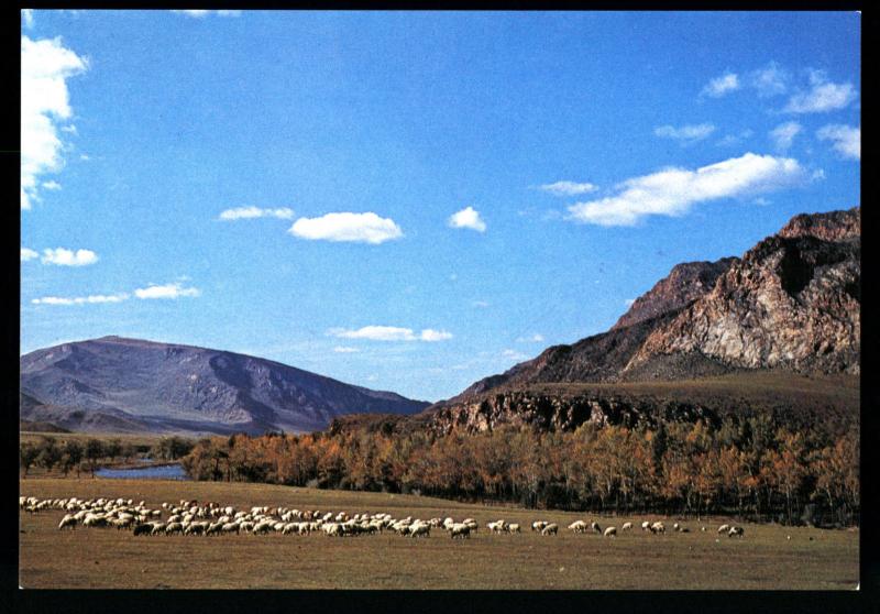 A Flock of Sheep in the grazing field MONGOLIA Real Photo MNR Postcard