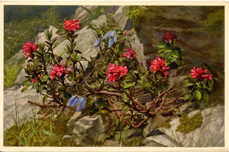 Flowers -   Rhododendron, Alpine Clematis      (Edition Stehli #744)