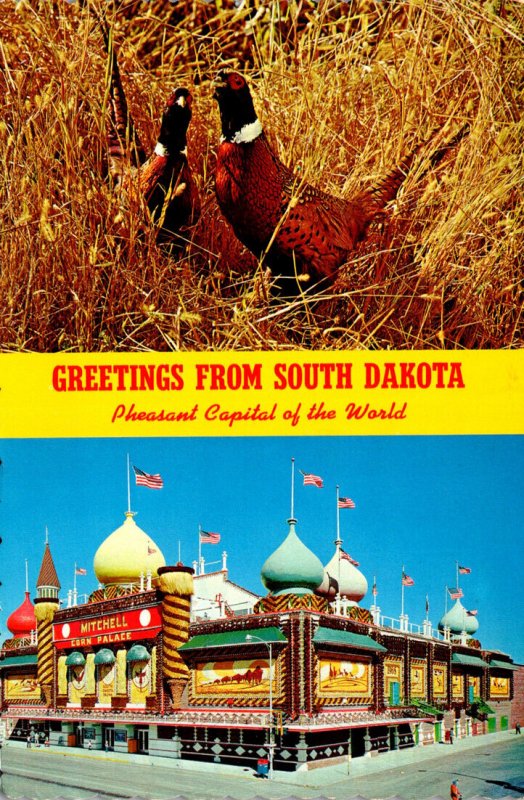 South Dakota Greetings From The Pheasant Capitol Of The World Showing Corn Pa...