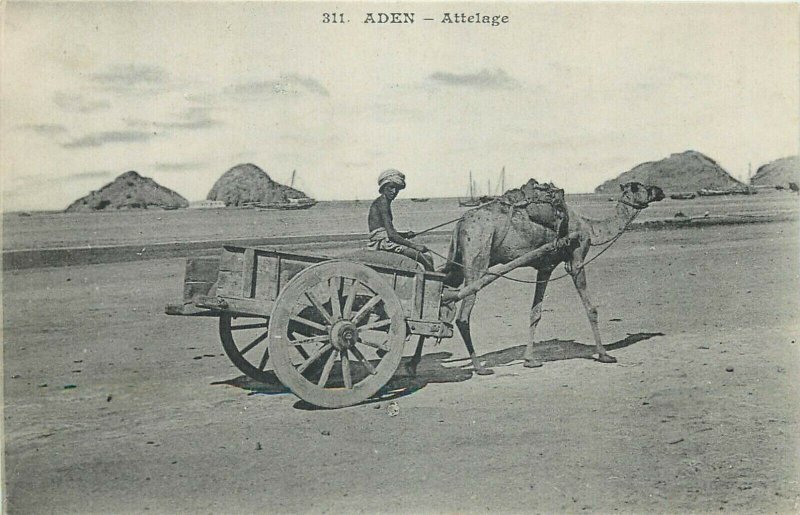 Yemen Aden ethnic life camel traction cart vintage postcard 