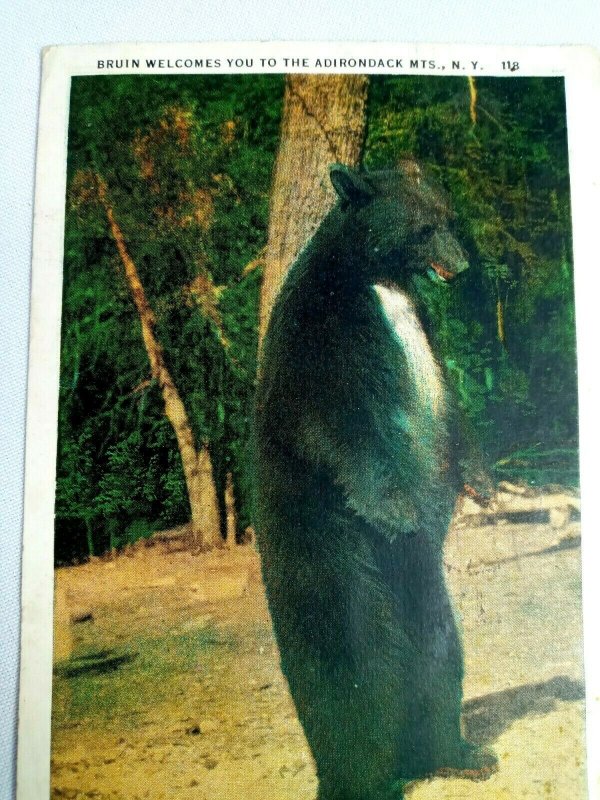 Vintage Postcard Bruin Bear Welcomes You to the Adirondack Mts NY Posted 1934