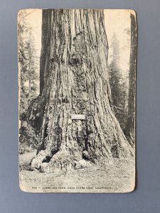 Jumbo Big Tree Near Santa Cruz CA Litho Postcard A1154090019