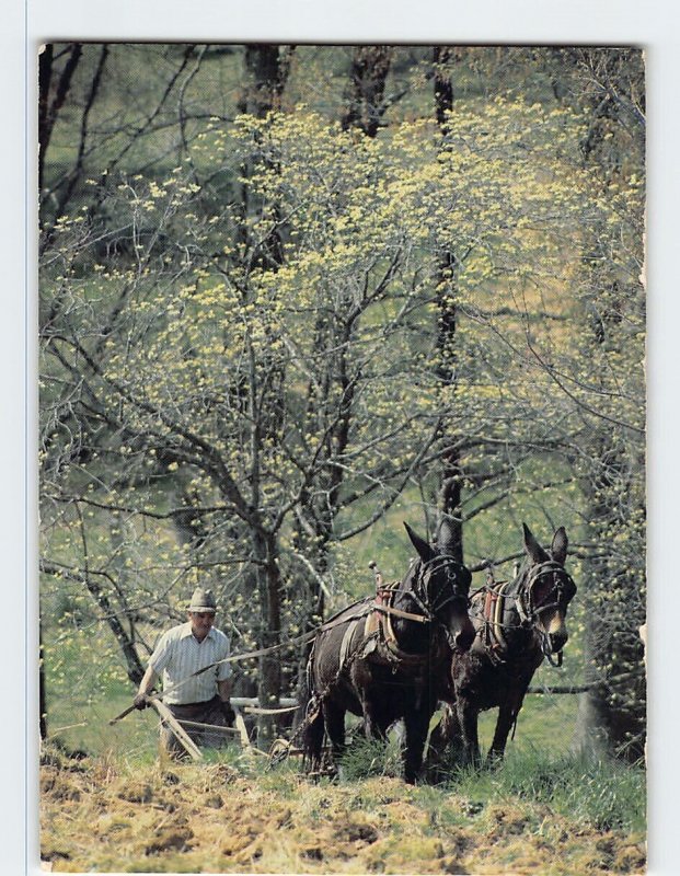 Postcard Plowing With Mules, Kentucky