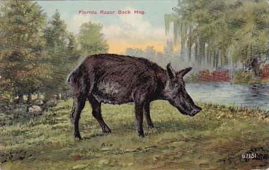 Pigs A Florida Razor Back Hog