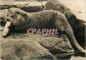 Modern Postcard Otter Advertisement Genoline