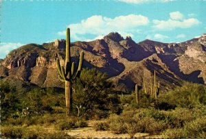 Arizona Saguaro Cactus In The Cataline Mountains 1978