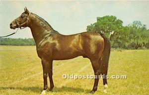 Florida's Leading Stallion, Rough'N Tumble Ocala Stud Farms, Florida, FL, USA...