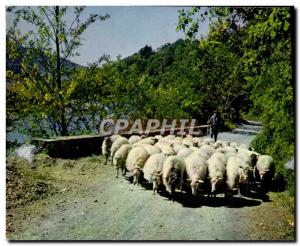 Postcard Modern Reflections From Basque Country Flock Of Sheep On The Banks O...