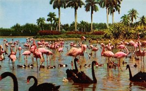 Flamingos, Swans Infield Lake, Hialeah Race Course Florida
