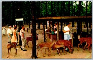 Wisconsin Dells WI 1950s Postcard Tame White Tails Deer Park