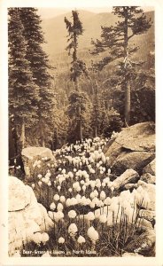 North Idaho 1940s RPPC Real Photo Postcard Bear Grass In Bloom