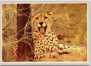 VINTAGE CONTINENTAL SIZED POSTCARD CLOSE-UP VIEW OF AN AFRICAN CHEETAH NIGERIA