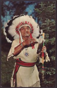 Cheif Evergreen Tree Postcard