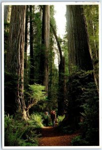 Postcard - The Mighty California Redwoods - California