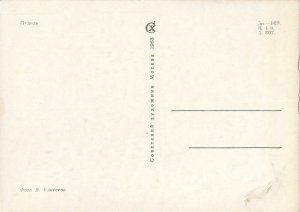 Animals antique USSR Poodle dog breed Post card