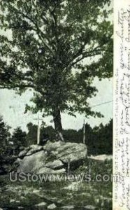 Tree Growing out of a rock - Waterbury, Connecticut CT  