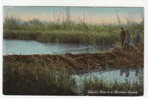 Beaver Dam Montana stream 1913 postcard