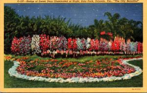 Florida Orlando Hedge Of Sweet Peas Illuminated At Night Eola Park Curteich