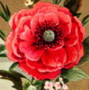 1882 Saint Valentine's Day Trade Card Lovely Red Poppy Flower F122