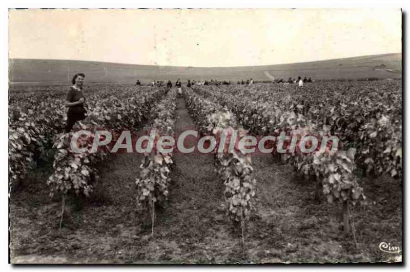 Postcard Ancient Harvest Em Champagne