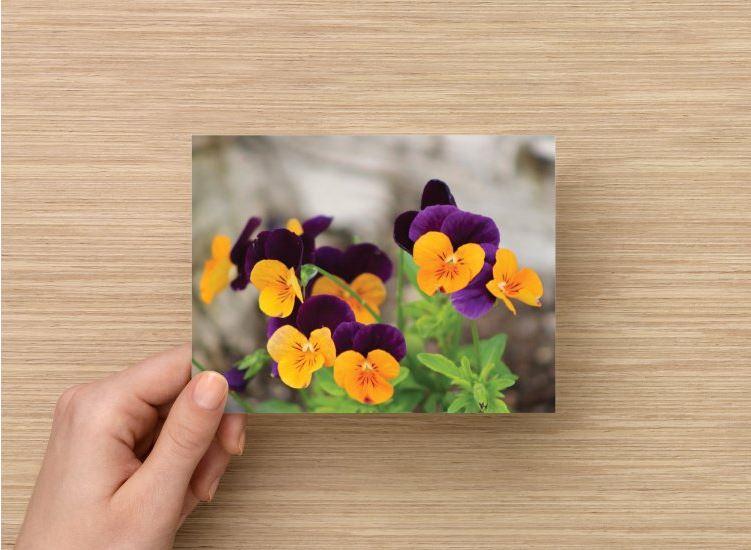 Handmade Postcard Set of 6, Close Up Of Cluster Of Purple And Yellow Pansies