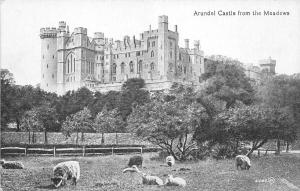 BR59011 arundel castle from the meadows  sheep mouton uk