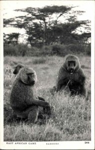 Africa Eastern African Game Baboons Real Photo Vintage Postcard