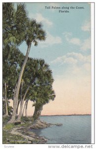 Tall Palms along the Coast, Florida, 00-10s