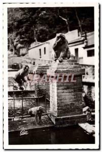 Modern Postcard Blida Gorges De La Chiffa a L & # 39Hotel From Ruissau Monkey