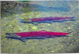 US Mendenhall Glacier, Alaska. Sockeye Salmon in Steep Creek. unused. Nice.