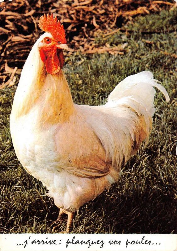 BT9241 j arrive planquez vos poules rooster coq france  animal animaux