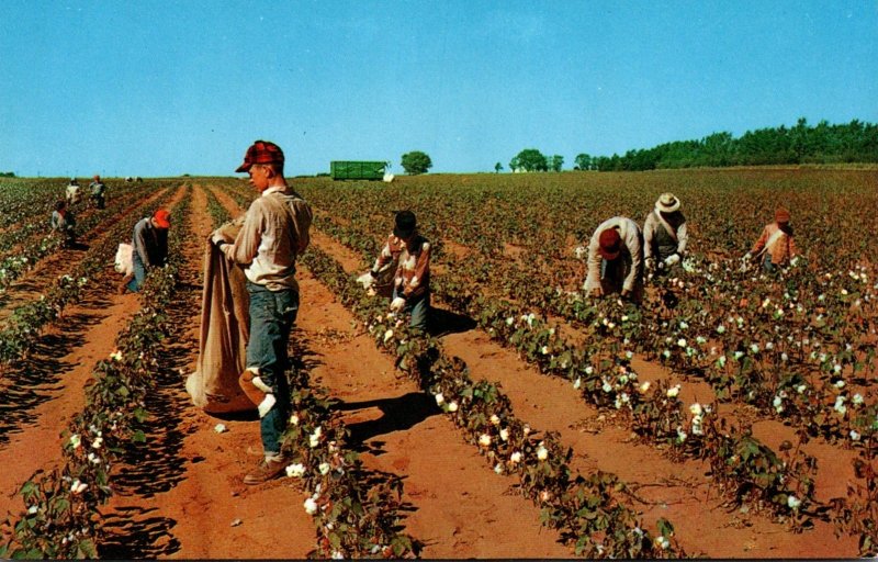 Cotton Pickin' Time