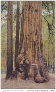 Big Trees Santa Cruz California Handcolored Albertype