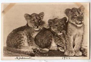 Irish Lion Cubs