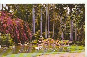 America Postcard - Florida Jungle Garden Scene - Pink Flamingos - Ref 16209A