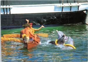 Sea Life Park - Dolphins