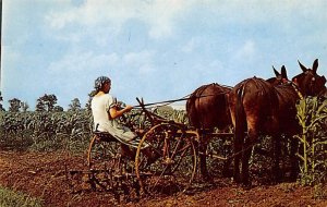 Amish Girl cultivating field of corn with team of mules and cultivator Lancas...