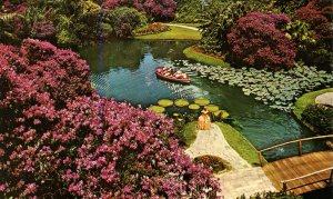 FL - Cypress Gardens. Azaleas Everywhere