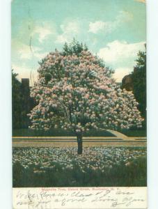 Pre-1907 MAGNOLIA TREE ON OXFORD STREET Rochester New York NY n5837