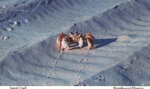 Vintage Postcard 1981 Florida Sand Crab Ocean Water Creature Northwest Florida 